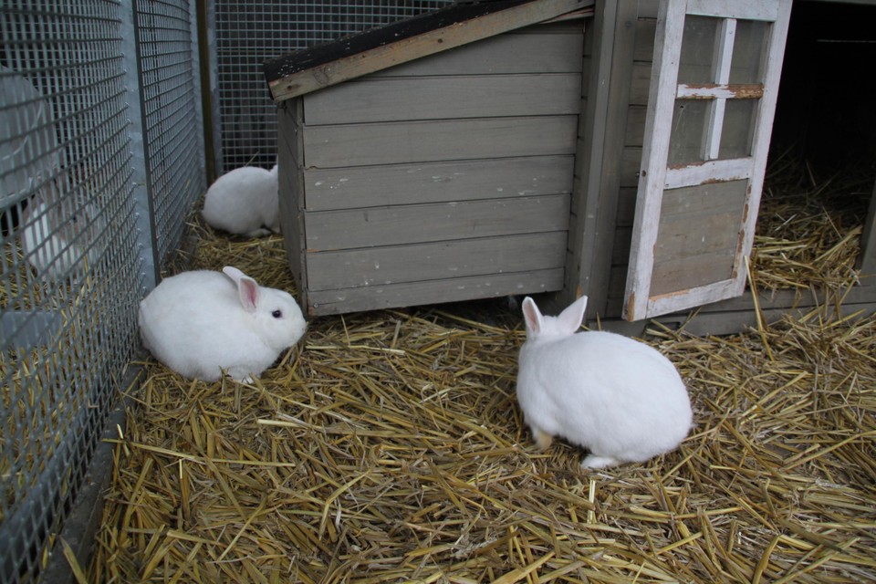 De energiefactuur van deze schattige konijntjes in Veeweyde wordt deels betaald door Vlaams minister Ben Weyts.