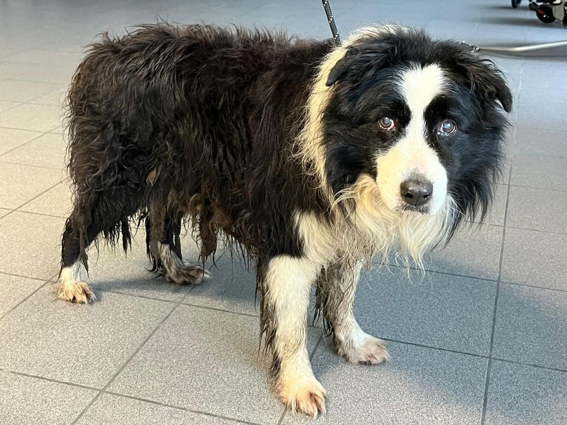 Dierenbescherming vangt vier zwaar verwaarloosde honden op: “Er zijn veel  strengere straffen nodig” | Het Nieuwsblad Mobile