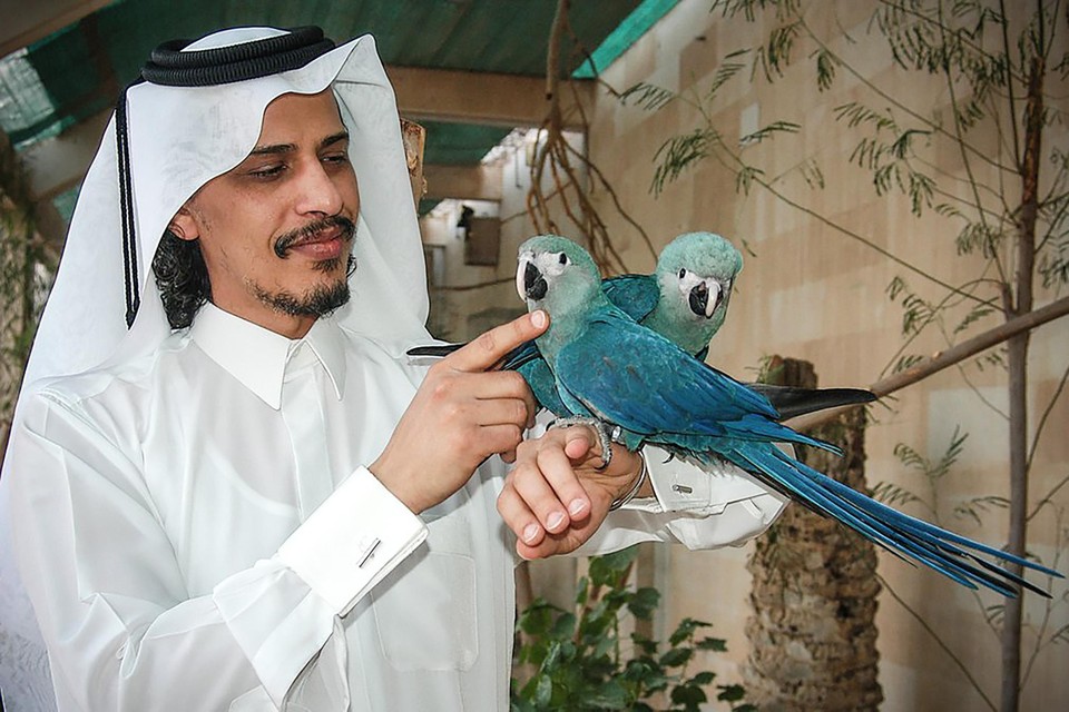 Het was de droom van de Qatarese sjeik Saoud Bin Mohammed Bin Ali Al Thani om de spix’ ara ooit opnieuw in het wild te laten vliegen. 