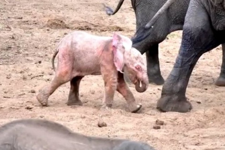 nationalisme totaal Adviseren Roze olifant duikt op in Zuid-Afrikaans park | Het Nieuwsblad Mobile