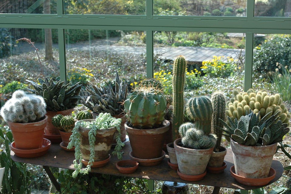 binnenkomst Concessie kans Moet je ze in de zon zetten? En hoeveel water hebben ze echt nodig? 5 tips  voor jouw cactussen | Het Nieuwsblad Mobile