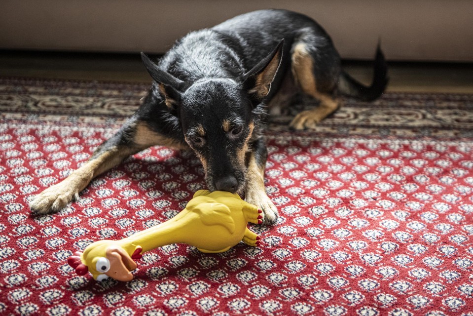BV-hond test speelgoedkippen: “Hij hoeft zelfs geen moeite te doen en het is al kapot” | Nieuwsblad Mobile