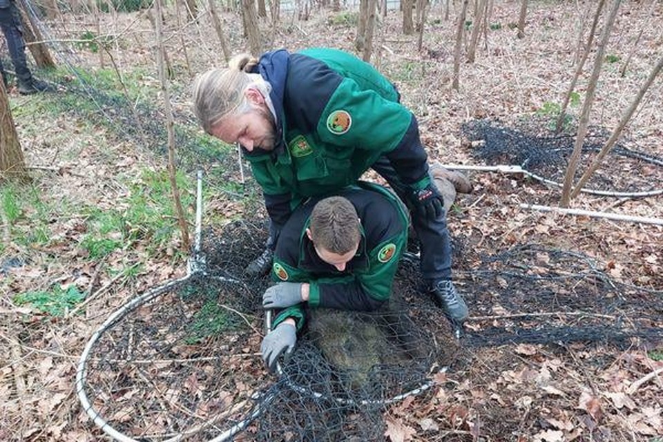 Met twee mannen wisten ze een van de evers tegen de grond te krijgen.