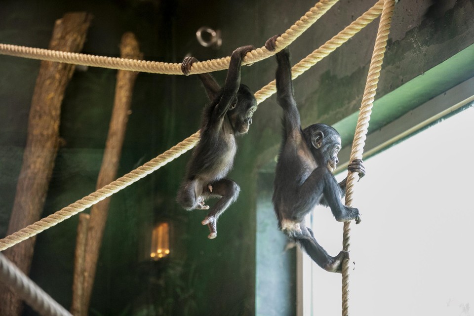 Enkele jonge bonobo’s.