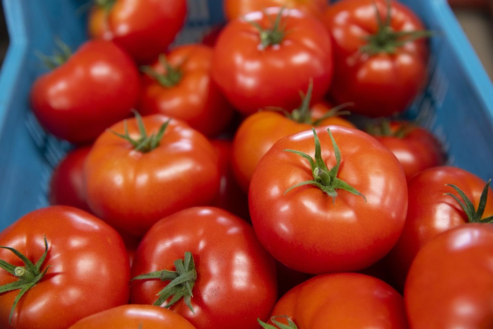 De tomatenteelt lijdt onder de hoge energieprijzen. 