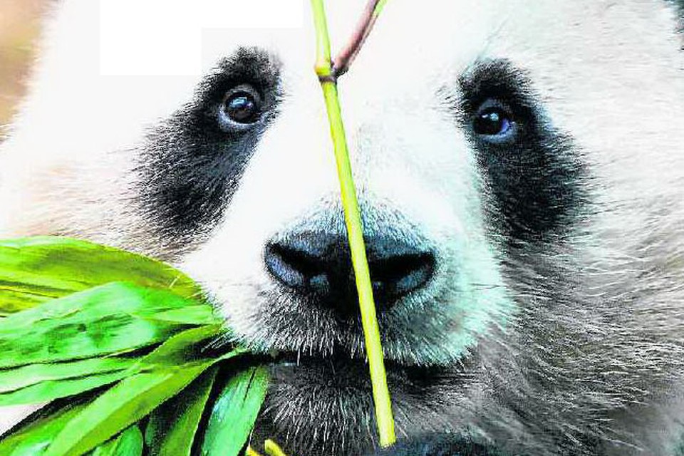 Pebish Voldoen Zonsverduistering Bartel Van Riet: 'Voor bamboe heb je geen panda nodig' | Het Nieuwsblad  Mobile