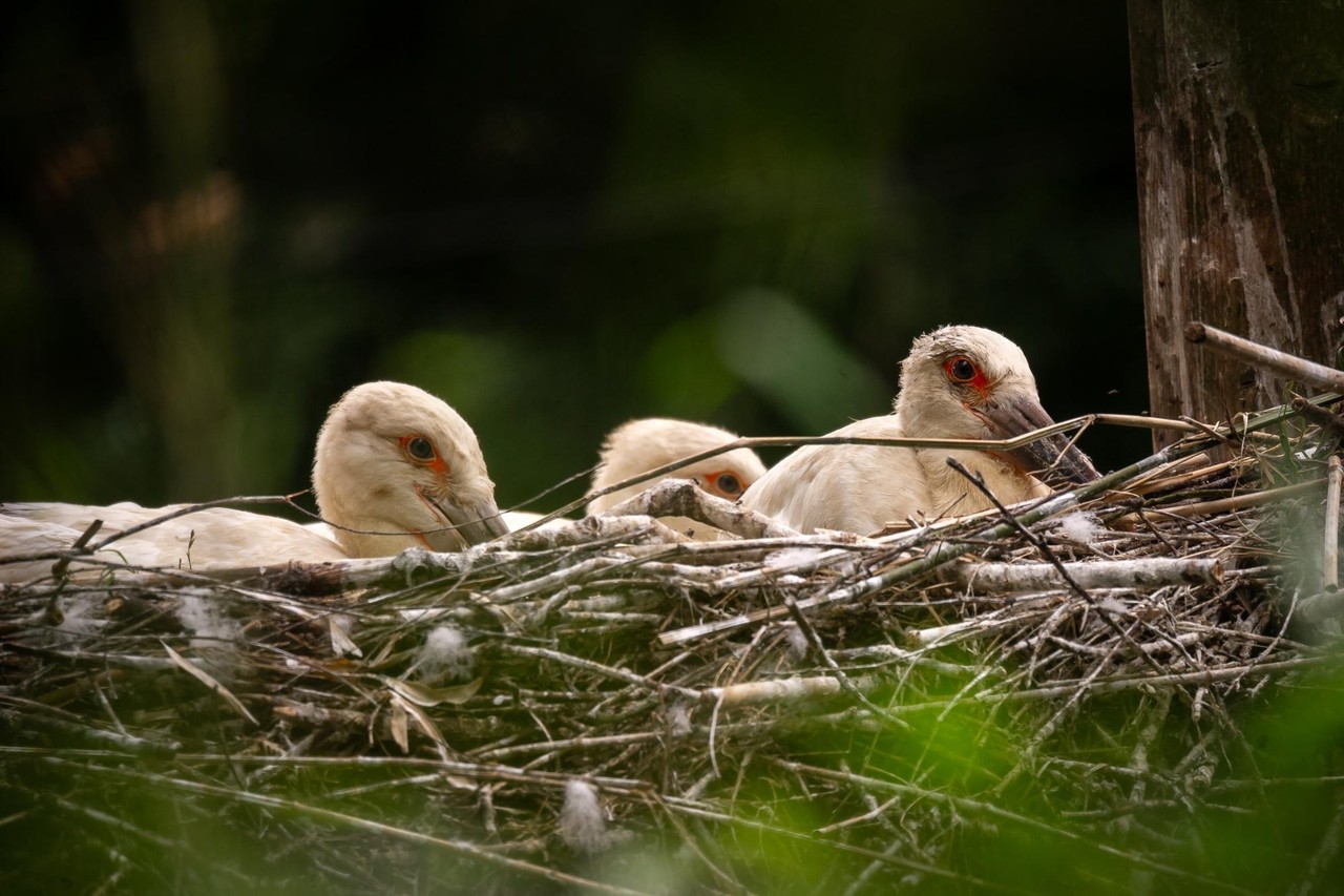Hoe een Vlaamse dierenarts de zeldzaamste vogel ter wereld hielp herrijzen “Heel de wereld is