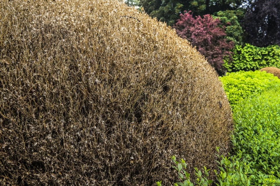 This is the result of hungry caterpillars: a Buxus bulb, bare -eating