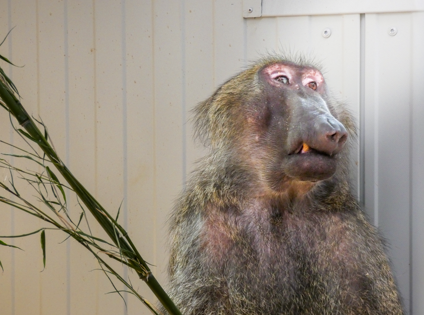 Roberts teeth were completely broken because of the poor food he received in the cafe.