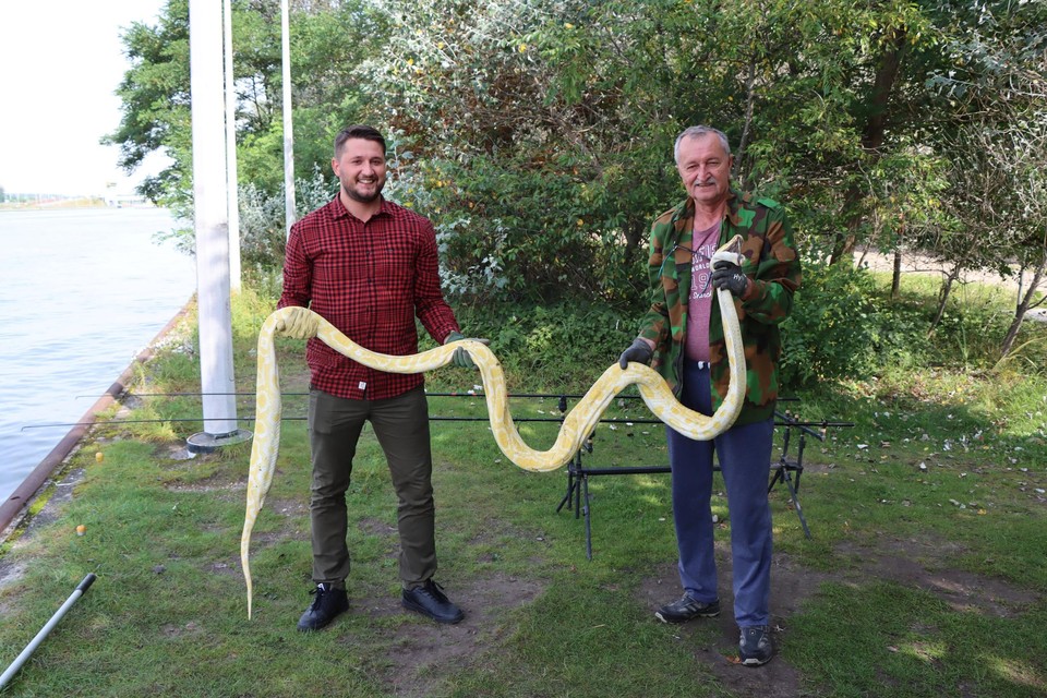 Zeven grote slangen beslag genomen in Zelzate, bewoner | Het Nieuwsblad Mobile