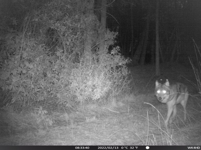 Wolf Asterix vorig jaar op 13 februari op een van de wildcamera’s in de Kalmthoutse Heide.