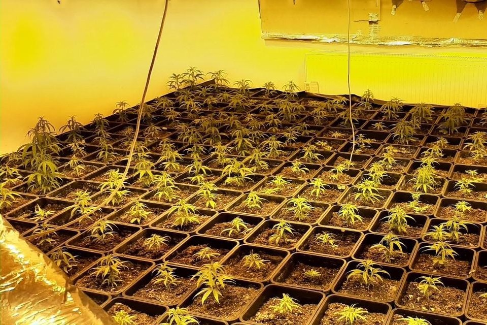 In een woning in Halle werden  800 planten cannabis ontdekt. 