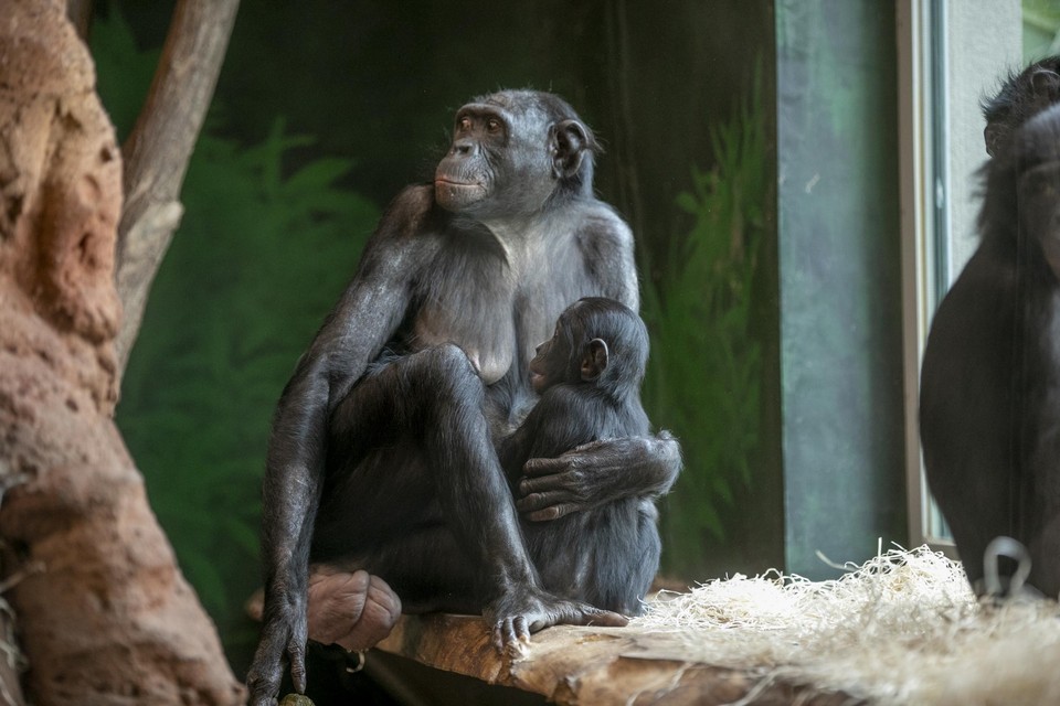 Een deel van de bonobogroep in Planckendael. 