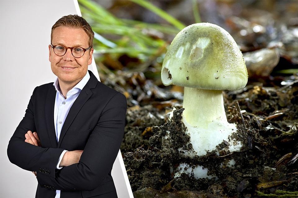 Professor dr. Dominique Vandijck van het Antigifcentrum over de groene knolamaniet (foto rechts): “Het is de dodelijkste paddenstoel ter wereld. 