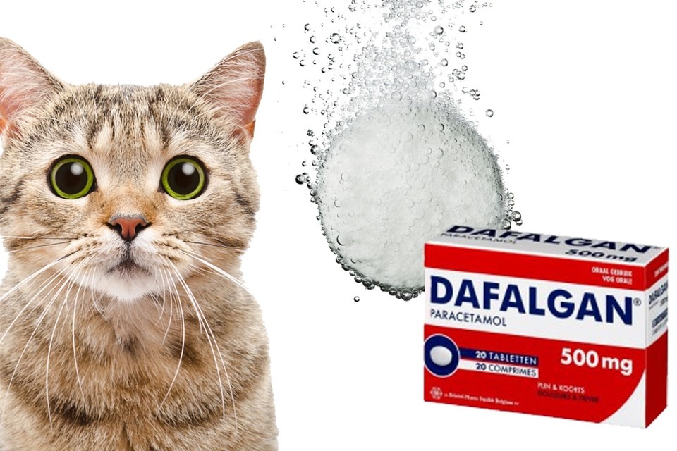 bijvoorbeeld verontreiniging Knorrig Mag je dieren medicijnen voor mensen geven? | Het Nieuwsblad Mobile