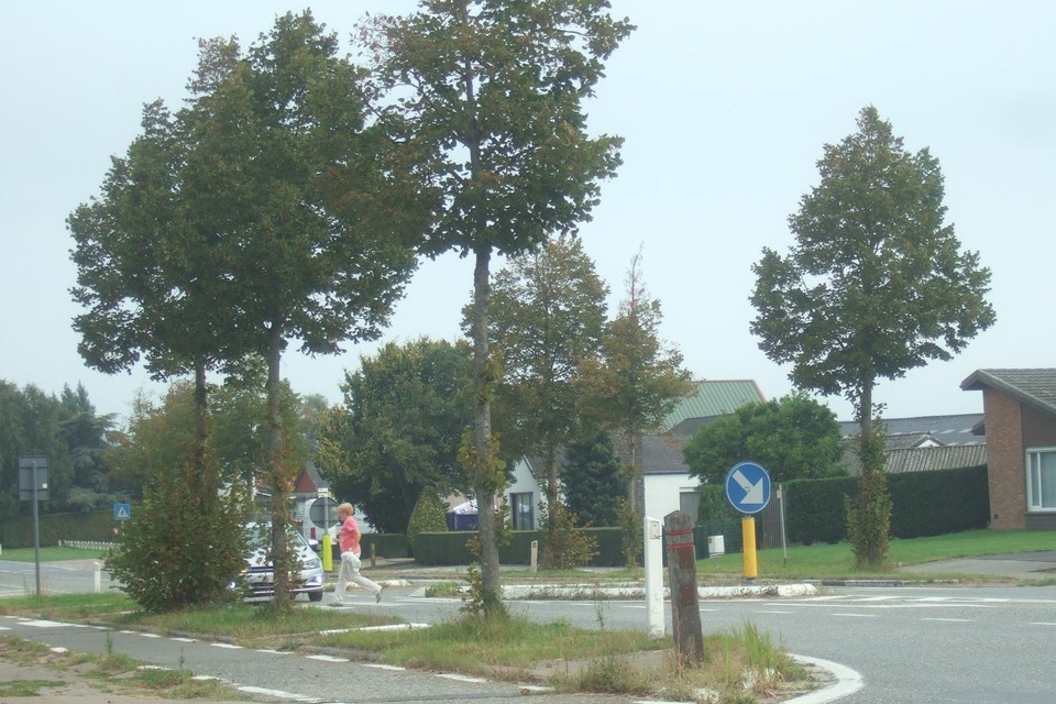 Wegbeheerder AWV belooft een snelle opkuis van de onderste takken.