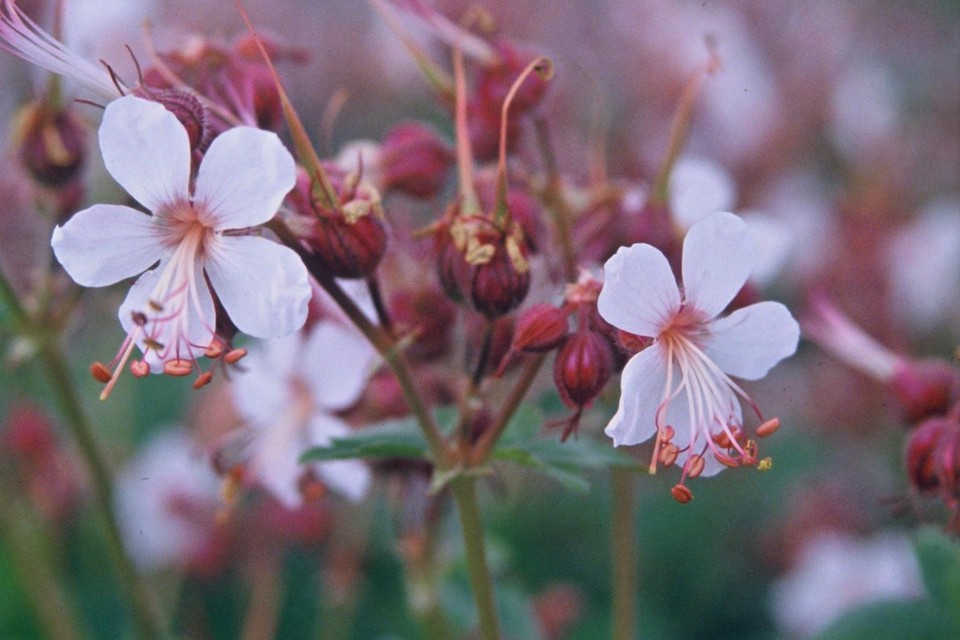 Kelder biologie Toegepast De makkelijkste plant voor de luie tuinier: tuingeranium of geranium  macrorrhizum | Het Nieuwsblad Mobile