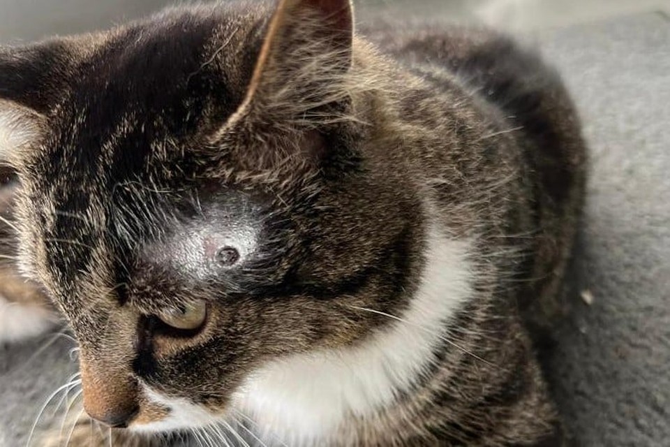 Kater Maurice moet nu verder door het leven met een loden kogel in zijn kop. Het is een raadsel wie hem beschoten heeft.
