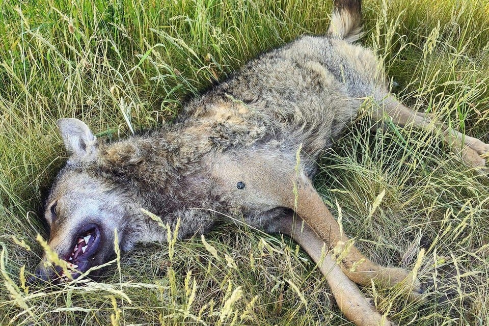 Roaming wolf driven to death on notorious ‘Dodenbaan’: « There must be an ecoduct quickly » (inland)