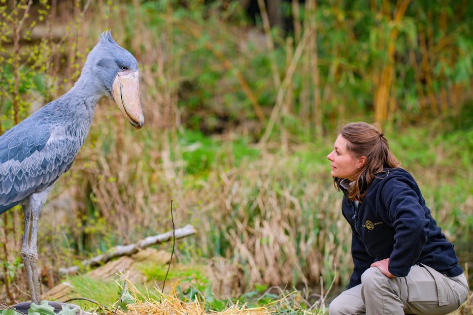 Caregiver Dorianne has a special relationship with « dangerous » shoal barefar from Pairi Daiza: « One day he allowed me to his world »