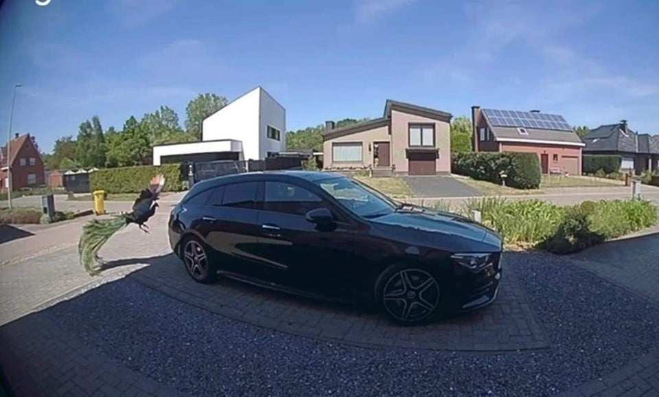 De Pauw attacks the car to respond to his mirror image, which he regards as a competitor.