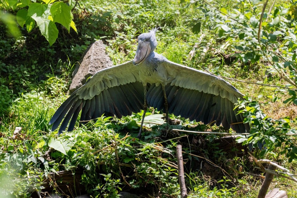 The bird species has a considerable wingwray, of more than 2 meters wide.