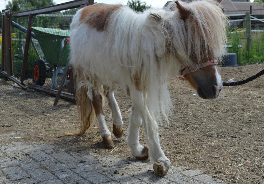 De misgroeide hoeven van de pony die vorige maand in Beerse in beslag werd genomen. 