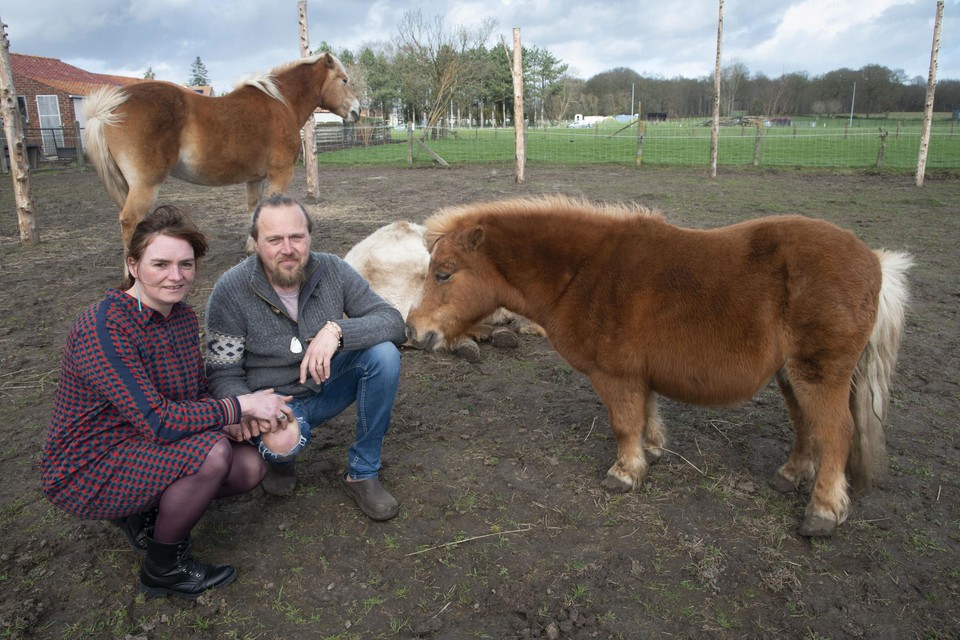 Siegfried Demeulenaere (44) en zijn echtgenote Barbe Ryckaert (40) bieden therapie aan waarbij hun drie paarden een centrale rol vervullen.