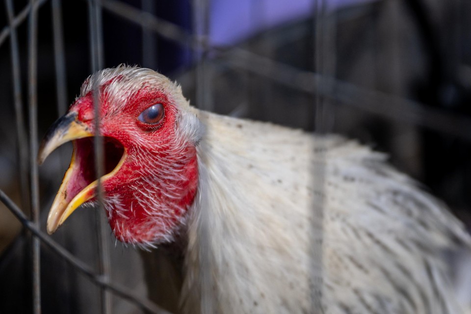 Noodtoestand in Californië door aanhoudende verspreiding van vogelgriep