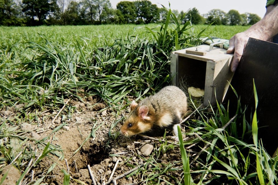 Flemish government convicted of the extinction of wild hamster