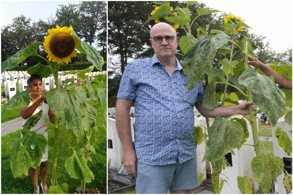 Links: Shashi bij de zonnebloem toen er nog geen vuiltje aan de lucht was. Rechts: Marnix Ghyselinck bij de steel waar de bloem van is afgesneden.