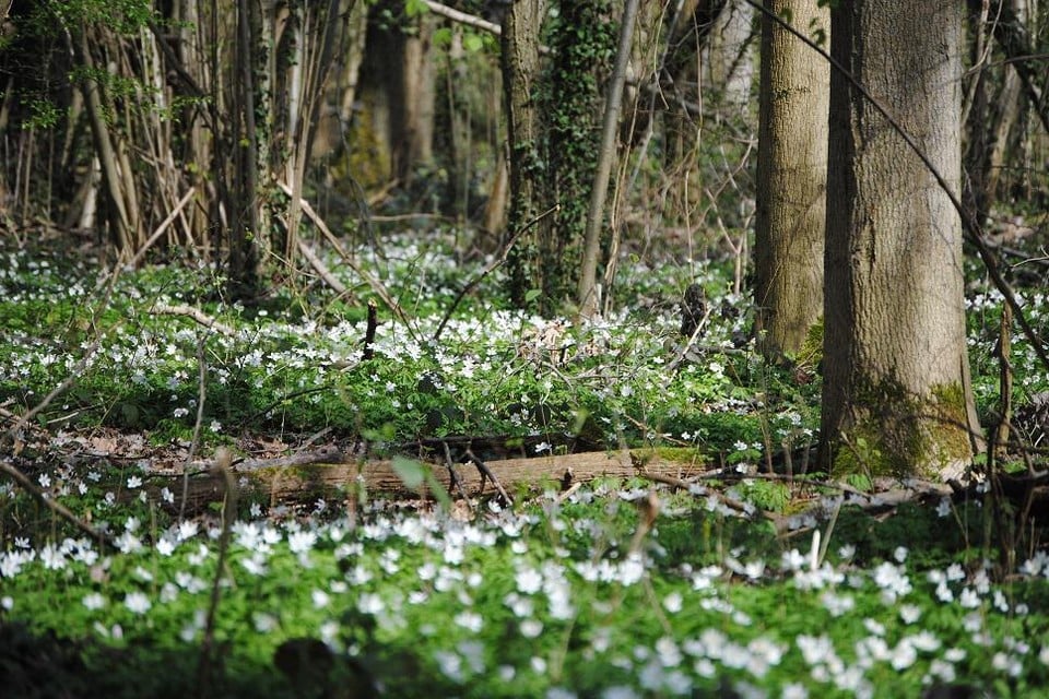 Investments in nature restoration are paying back up to fifty times