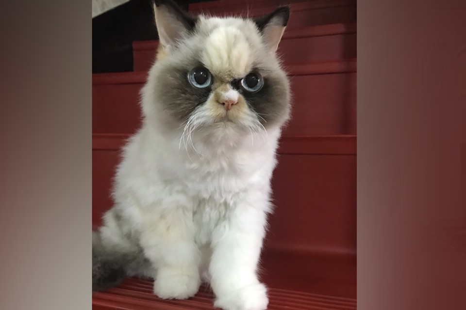 Er is een nieuwe Grumpy Cat … en ze is nóg bozer dan de vorige ..., image size:960x640