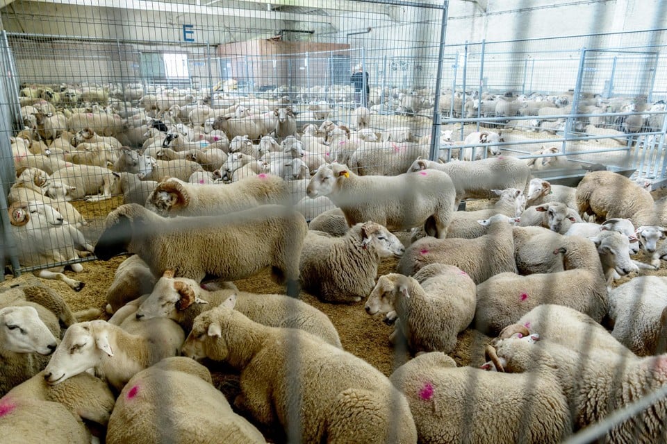 Illegal slaughter of sheep during Sacrifice Festival in Ninove stopped by Police (Ninove)