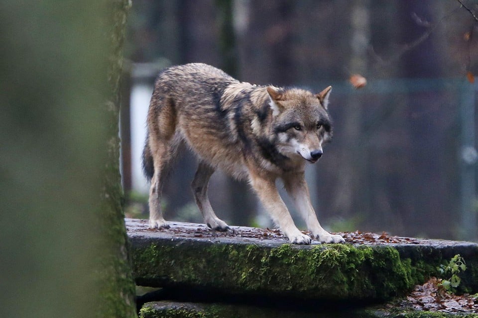 Protection status of the wolf is lowered: EU countries are given more room to kill the predator