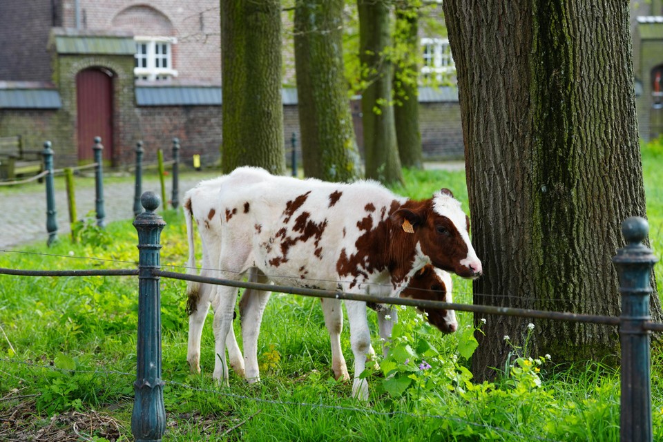 Het Begijnhof heeft twee nieuwe bewoners: Christilau en Bogreetje, kalfjes die sinds kort op de bleekweide grazen.