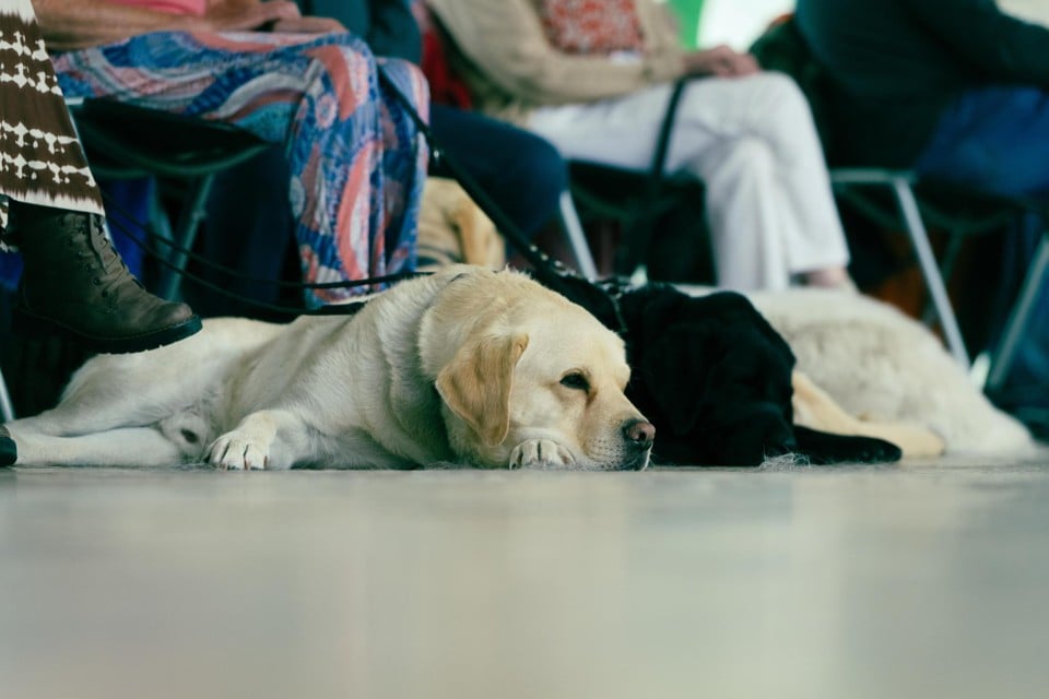 handing over 24 blindly guided dogs to their owner Copyright Raymond Lemmens
