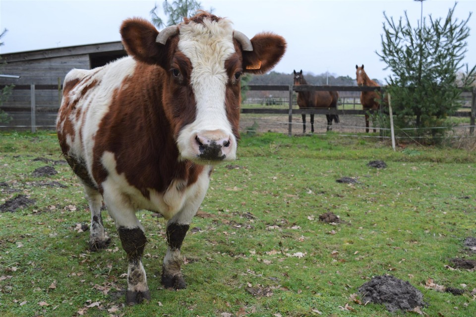 Marie heeft een eigen weide met schuilstal, net als de paarden. Ze wordt ook af en toe geborsteld zoals de paarden.
