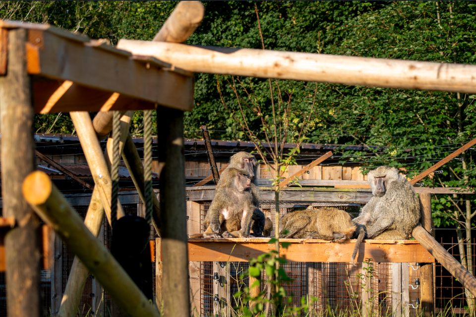 Group abused baboons comes home in West-Flemish reception center: « Robert was alcohol addict » (Vleteren)