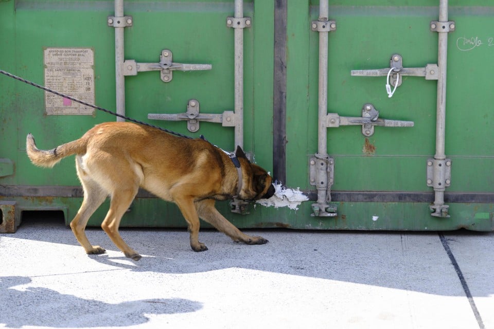 Already more drug loops caught in Antwerp harbor than in very 2024 (Antwerp)