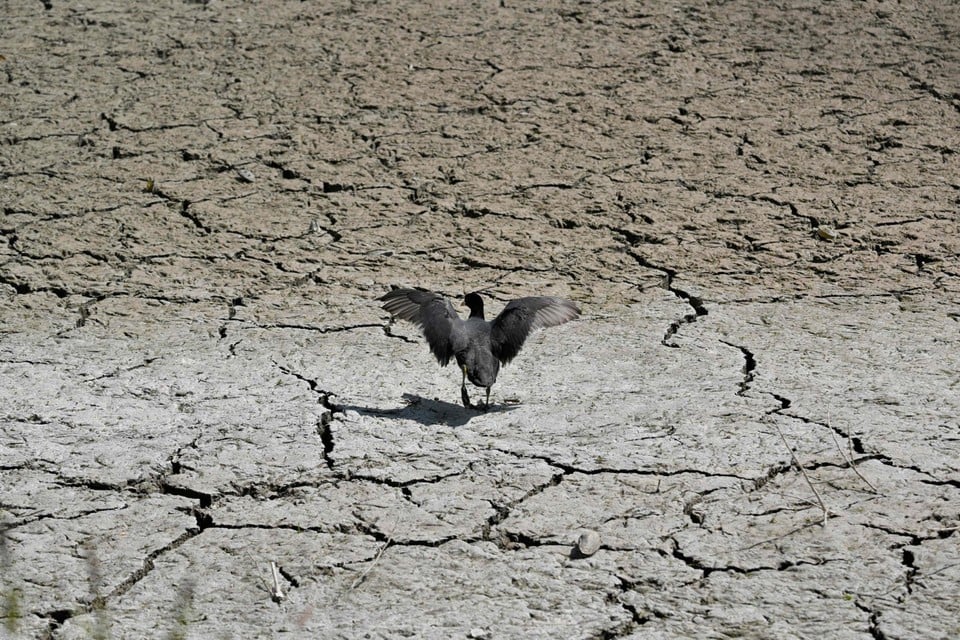 In the picture. Bone-dry scenes in Oud-Heverlee (Oud-Heverlee)