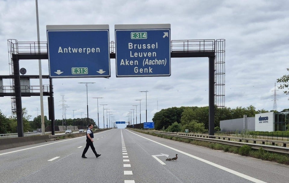 After inspector Werner Marzé had safely accompanied the duck family to the side of the E313, they jumped in the Laambeek.
