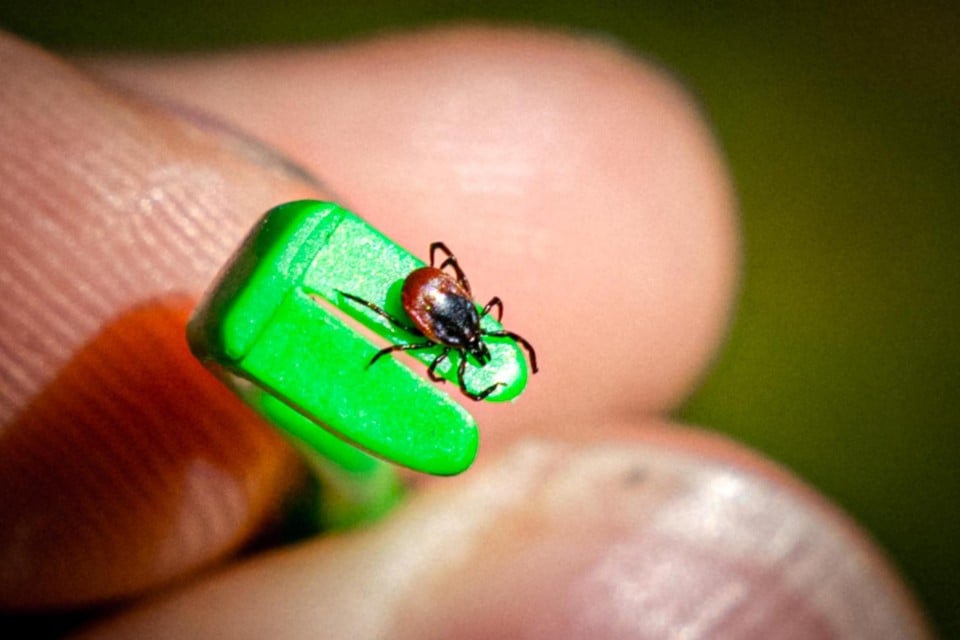 Sciensano has more drawing bites than in recent years: you have to do this to avoid them