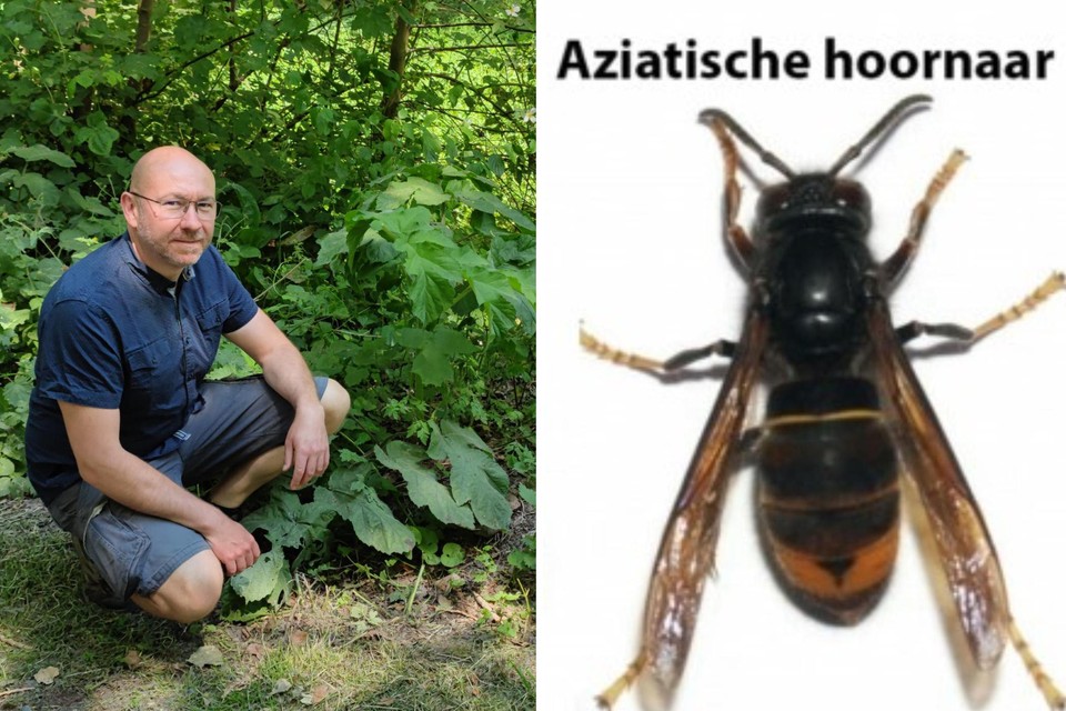 “Hoe meer bloemzoekende insecten er zijn in de provinciedomeinen, hoe meer alternatieve prooien voor de Aziatische hoornaar”, zegt provincieraadslid Johan De Poorter. 