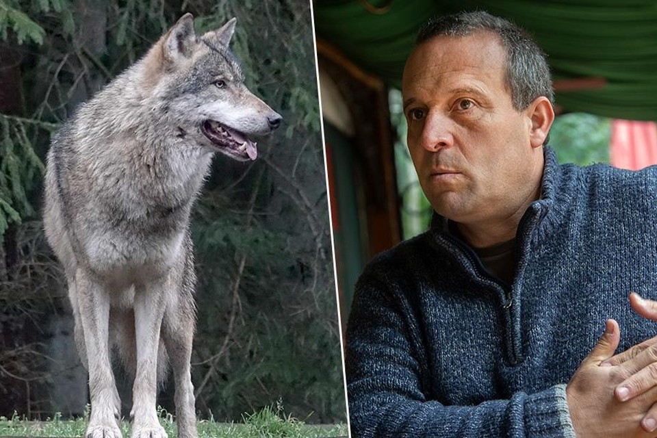 Jan Loos van Welkom Wolf is niet te spreken over de mogelijke nieuwe maatregel: “Politici zouden de boeren veel beter porren om gepaste bescherming rond hun weides te zetten.”