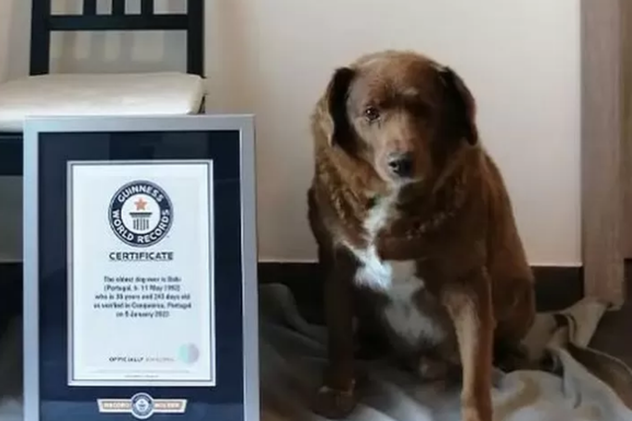 Guinness World Records Roept Bobi (30!) Uit Tot Oudste Hond Ooit | Het Nieuwsblad Mobile