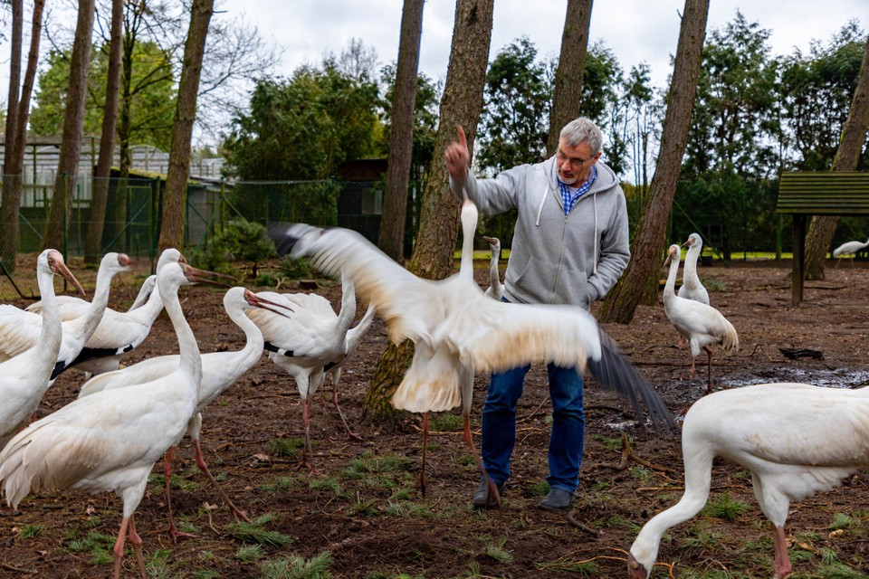 Geert Scheres en zijn kraanvogels.