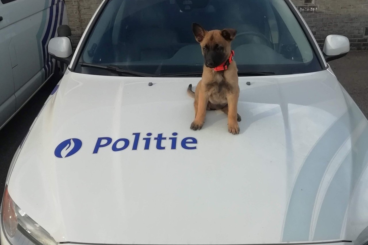 Puppy krijgt opleiding van een jaar: aaibare Stitch moet stoere politiehond  worden | Het Nieuwsblad Mobile