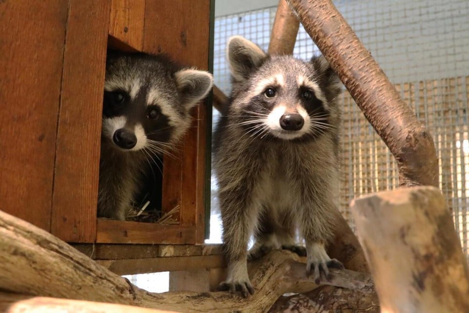 There are currently 30 raccoons in the Natuurhulpcentrum.