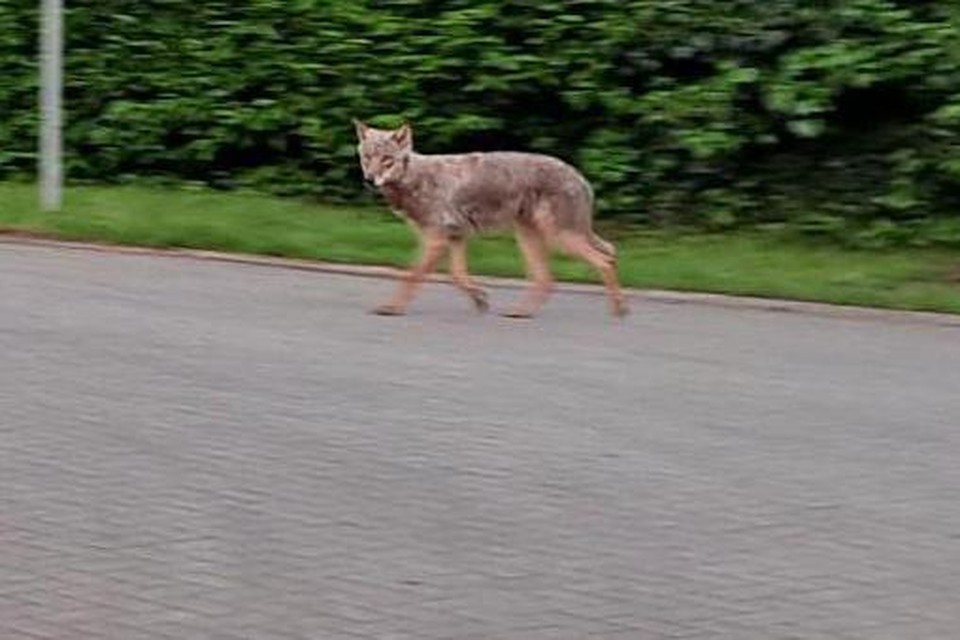 De wolf werd vrijdagochtend in Schilde gespot.